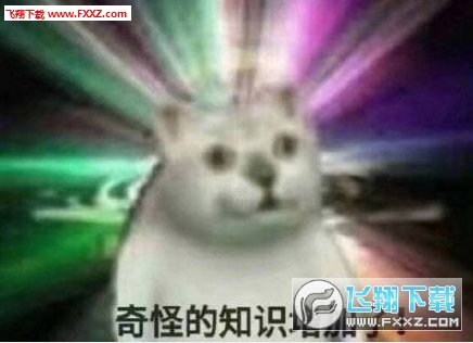 mur猫憨憨猫动图表情包