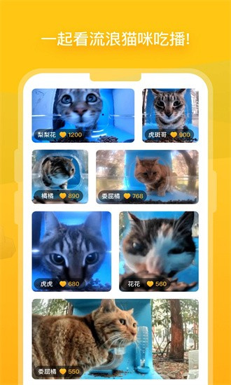 哈啰街猫 安卓版